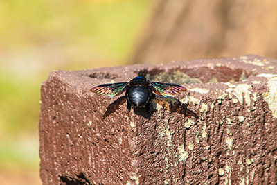 Carpenter Bee