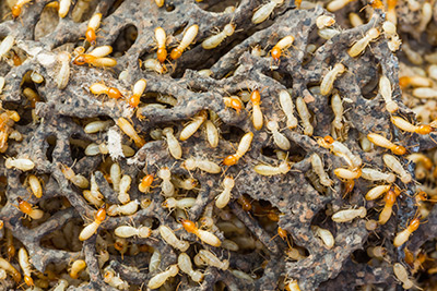 termites